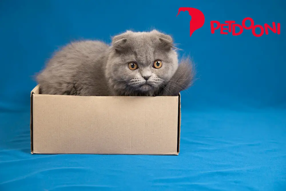 راهنمای انتخاب بهترین خاک گربه برای کاهش بوی نامطبوع آن | پت شاپ آنلاین پت دونی 1404